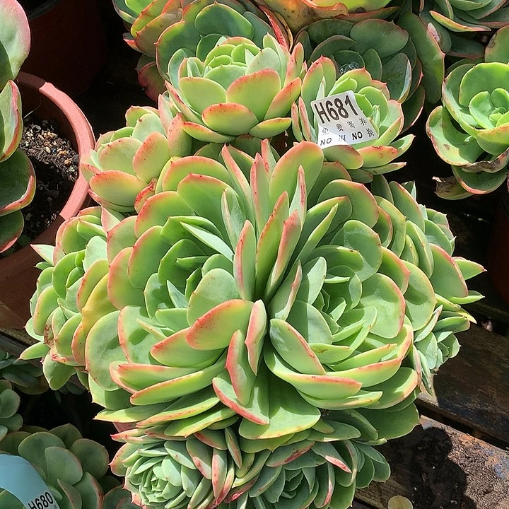 杂交大群 非偏远38包邮 节后发