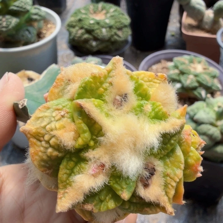 o***o634牡丹锦仙人球植物