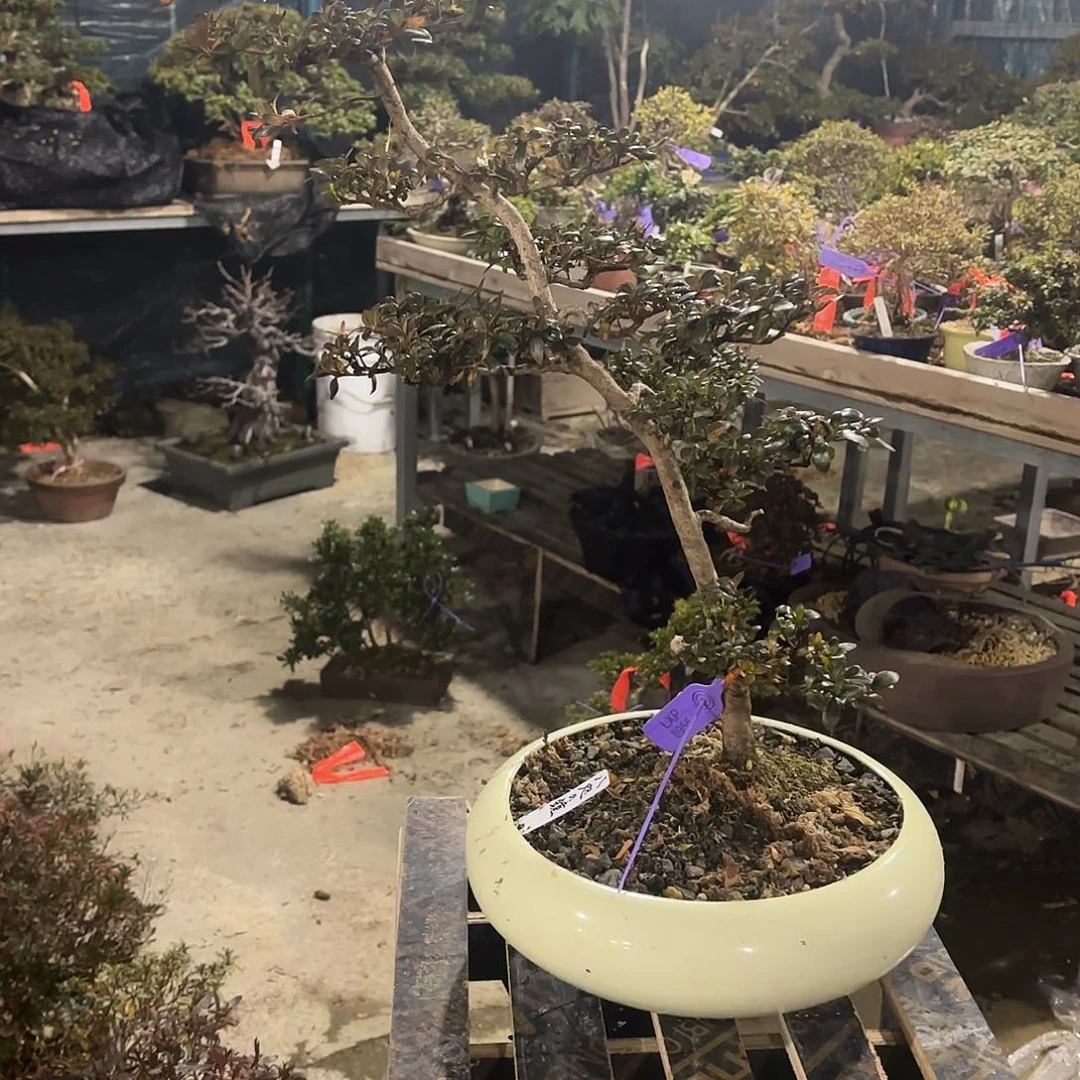 无花朵日本进口杜鹃八尺