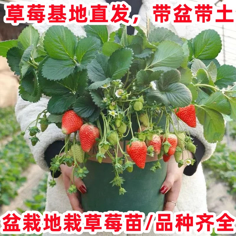 （5盆）奶油大草莓盆栽带红盆丹东红颜99苗红颜阳台四季种植新手