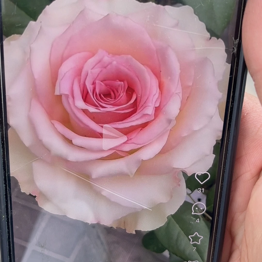 无花朵————粉红气泡  福利款