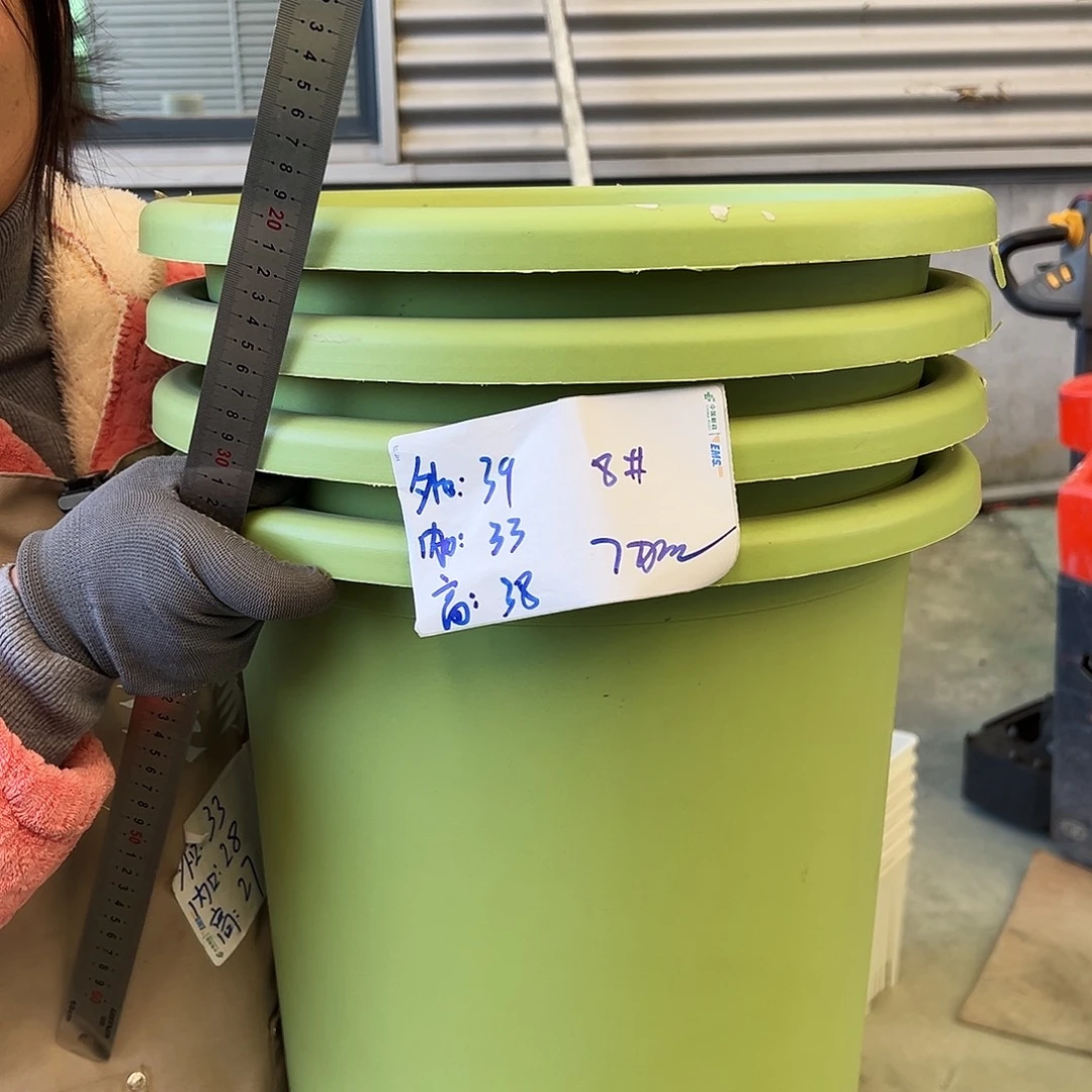 四季盆8#果绿色5个无托