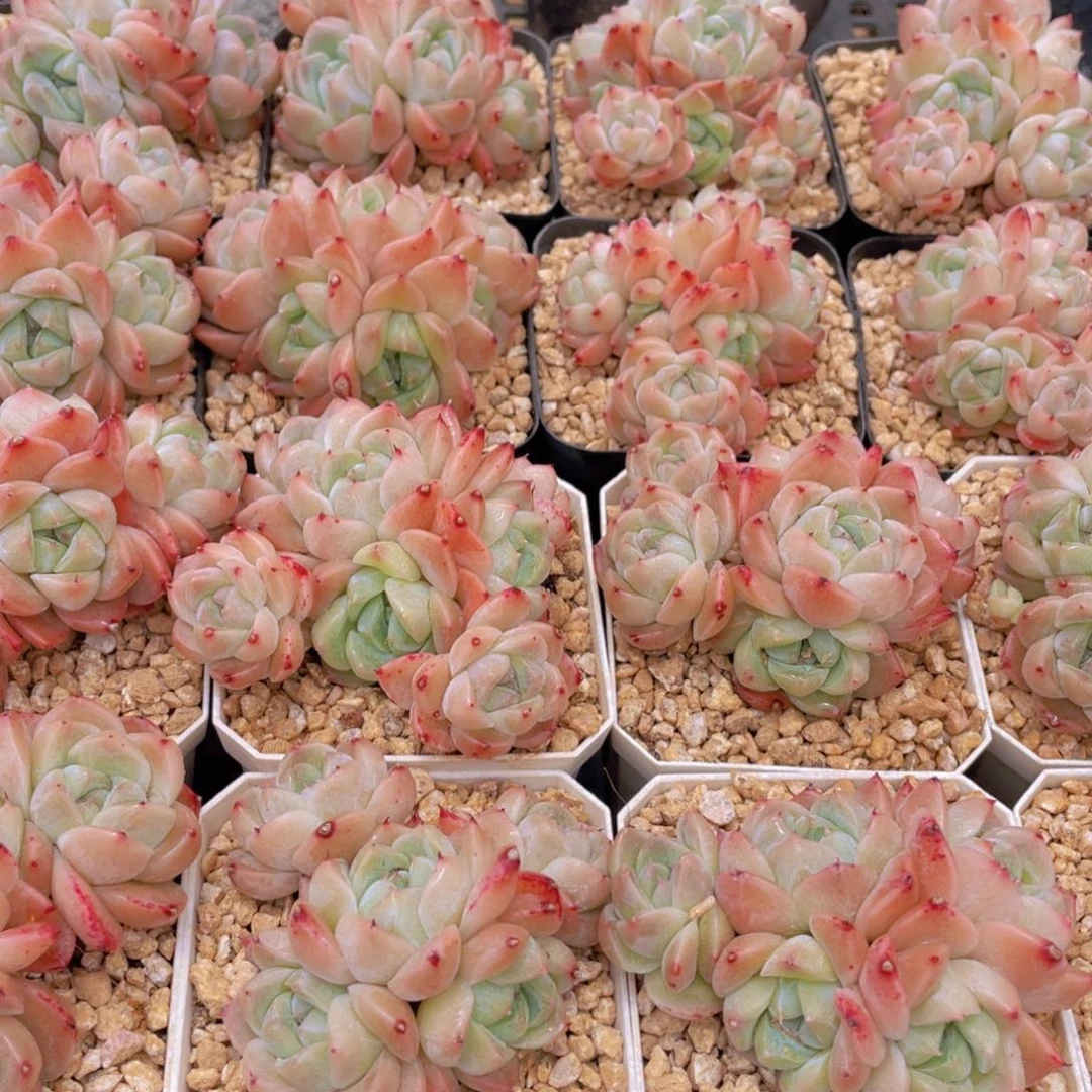 量拍10号 西施佳人大群生五头起一个