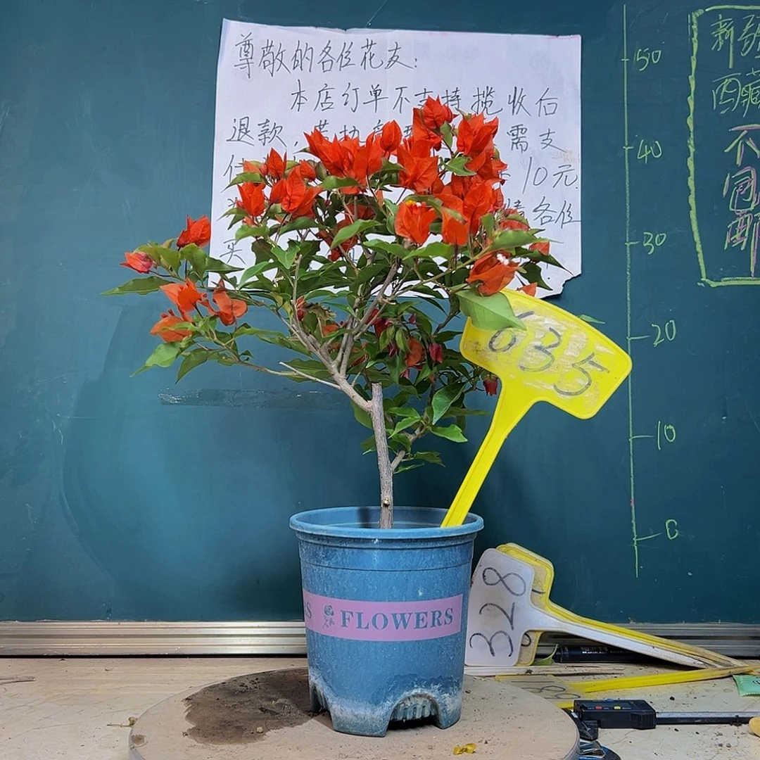 当前无花栽培后可以开花热火桑巴 635