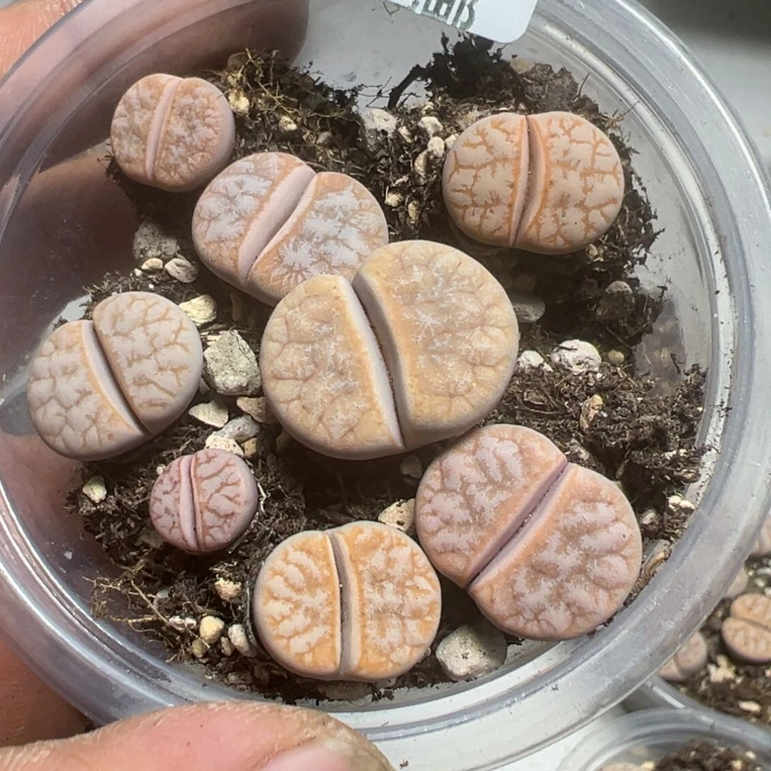 【闪购商品】 1205。