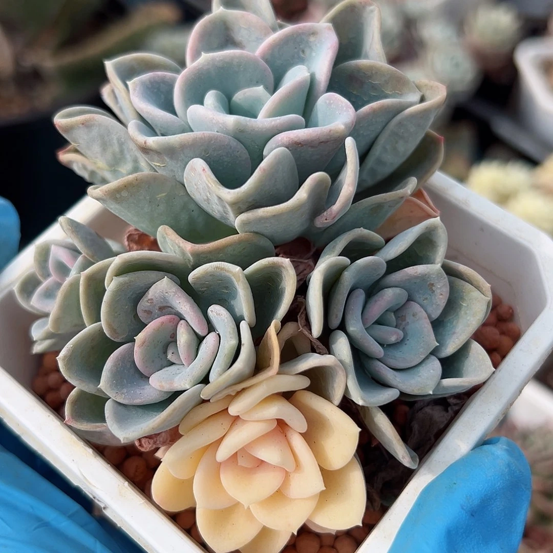 美尻锦，阴阳锦多肉植物