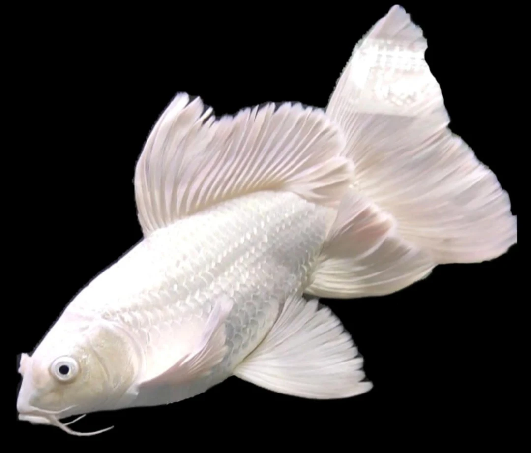 【鱼场直发】精选蝴蝶鲤观赏鱼大鳍大尾冷水鱼观赏鱼