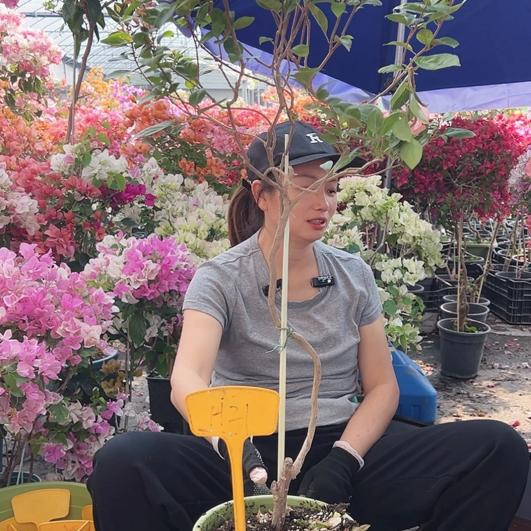 雨***蕊大部分花苞少量开放H21金发女郎