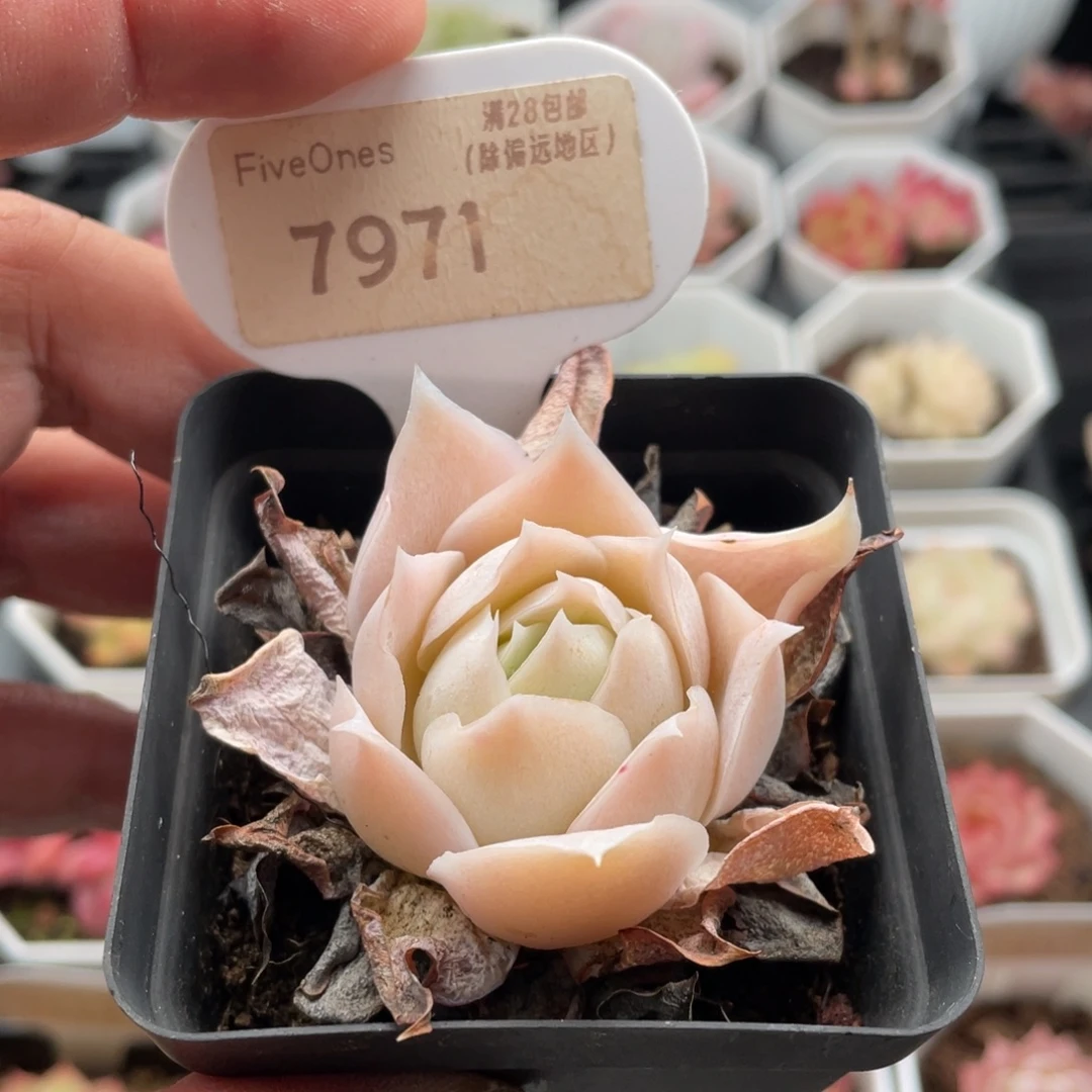 蓝丝绒7971-4.5厘米