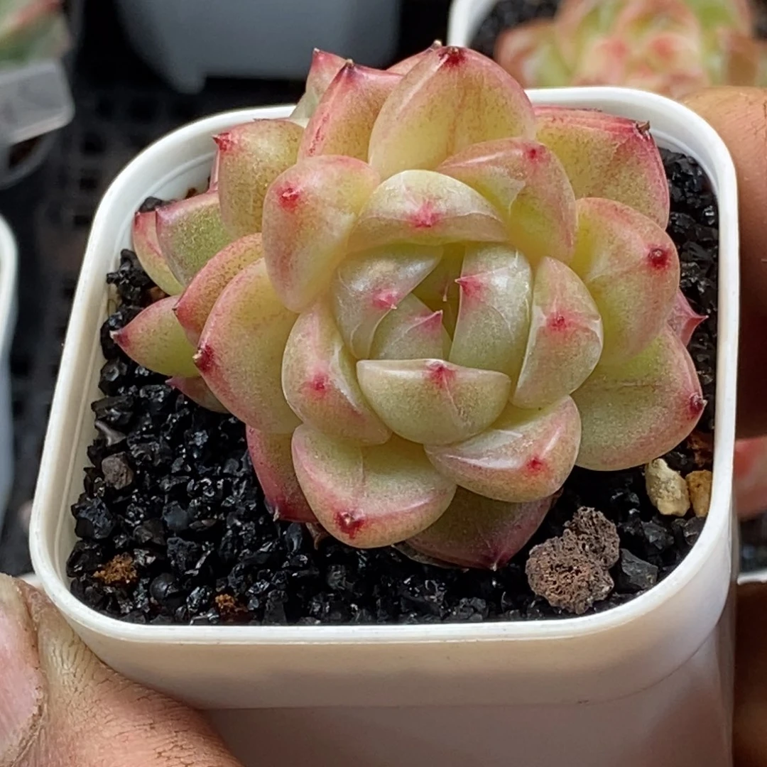 天官赐福百无禁忌