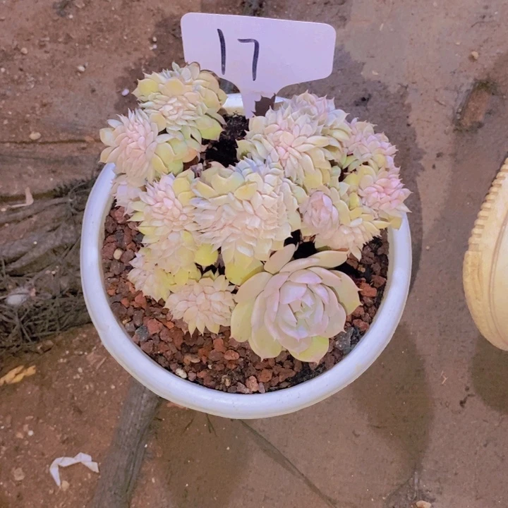 在家里面吃饭的吗