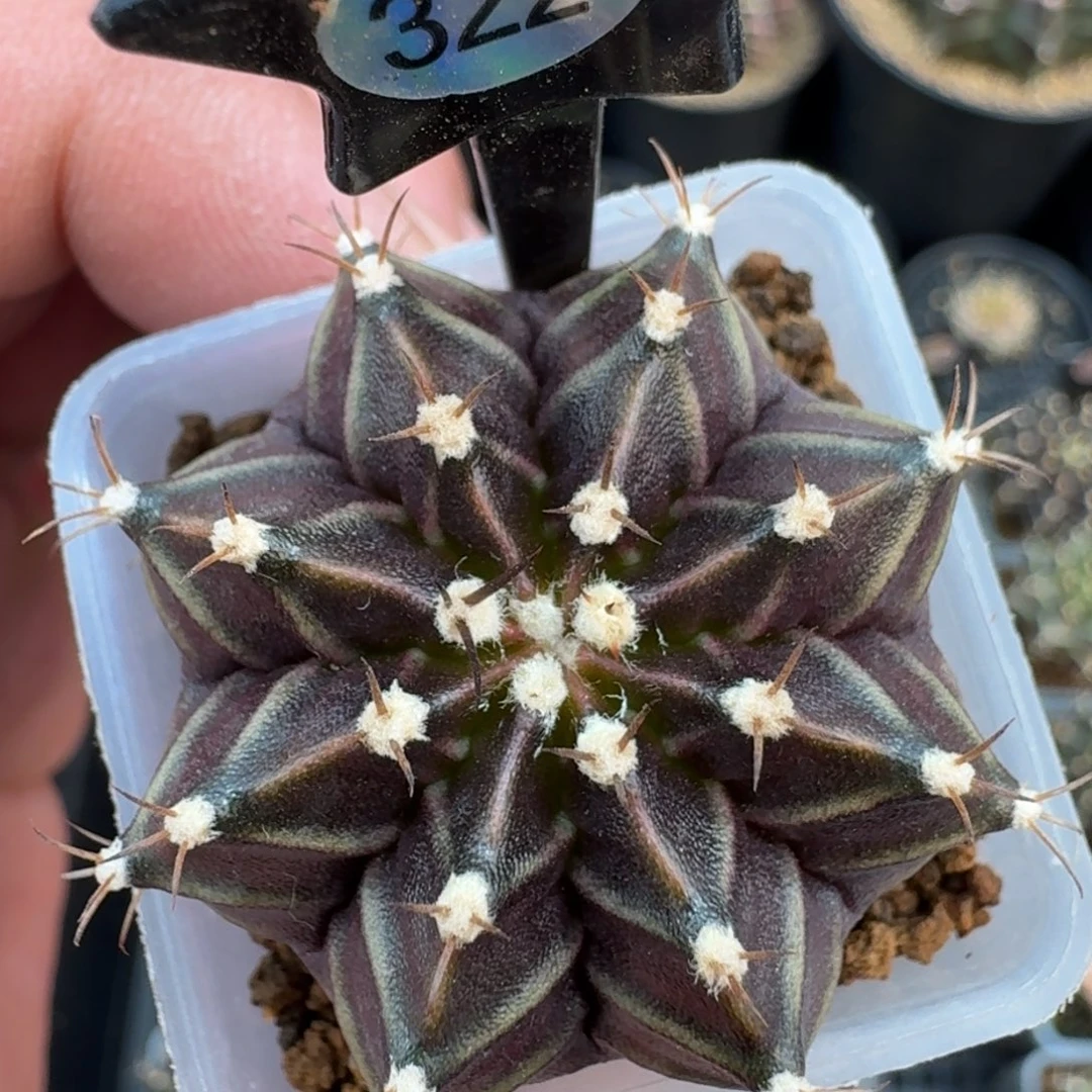 米哈实生自然锦322