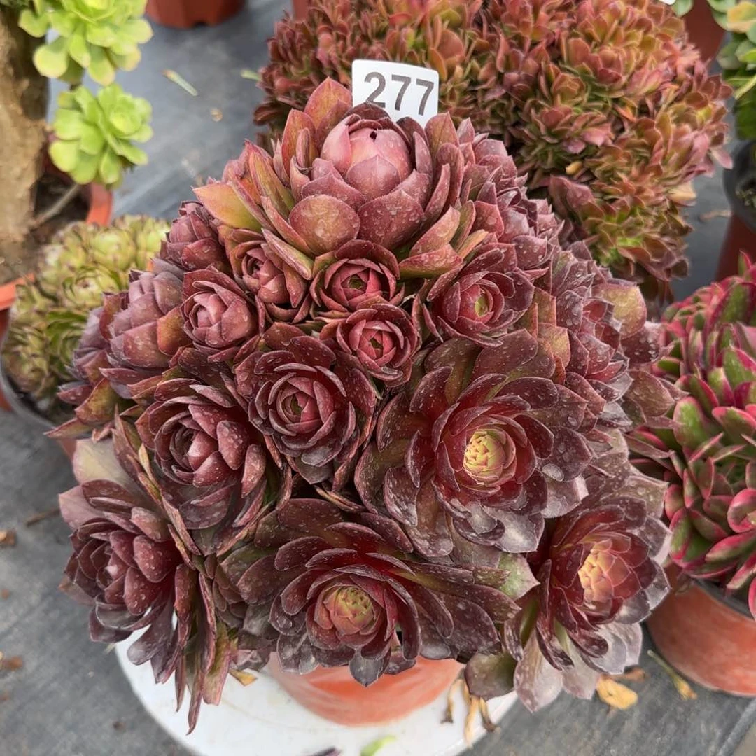 姹**红277多肉植物桃花石