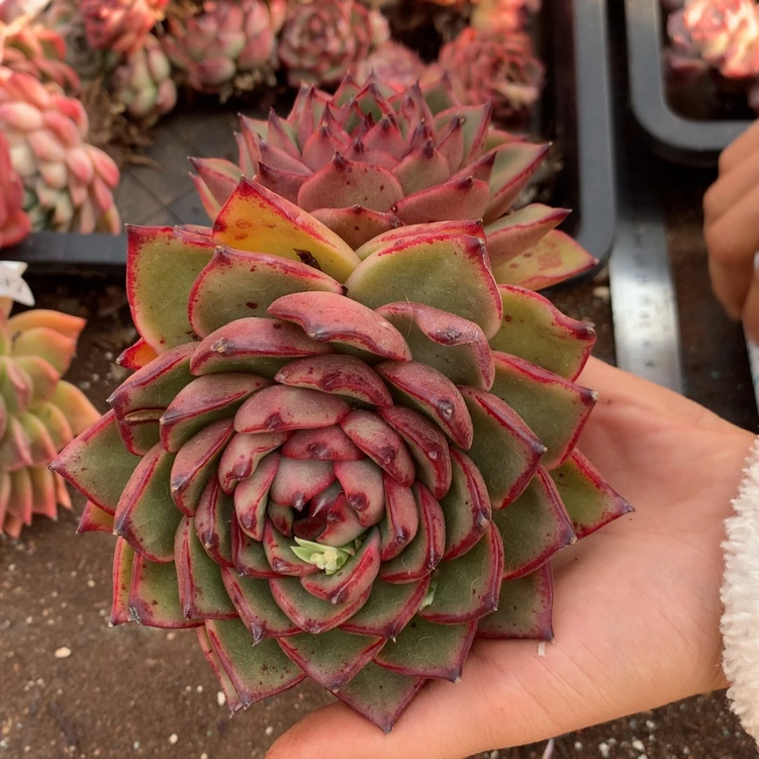 3998有叶伤介意不拍杂交精品基地13厘米