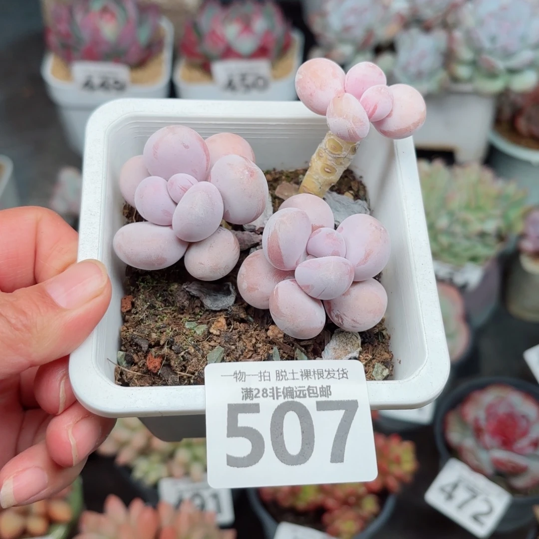 奶酪多肉无盆土发货