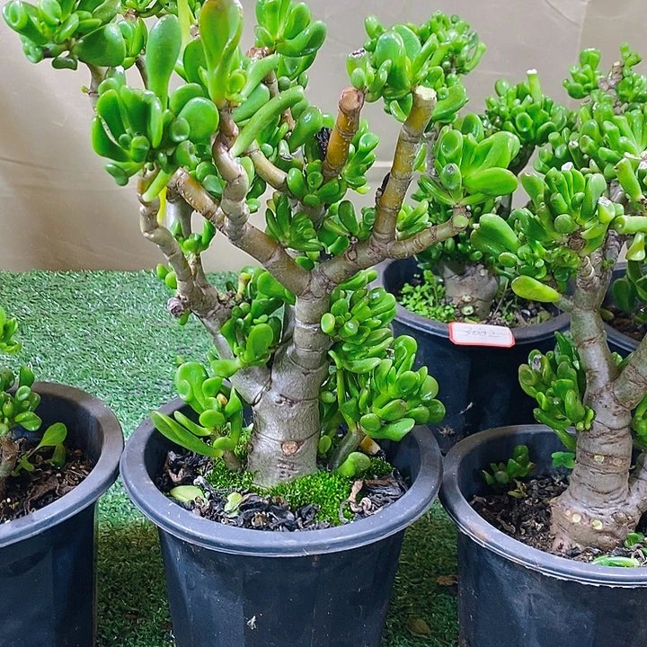 马蹄吸才树一物一拍多肉植物