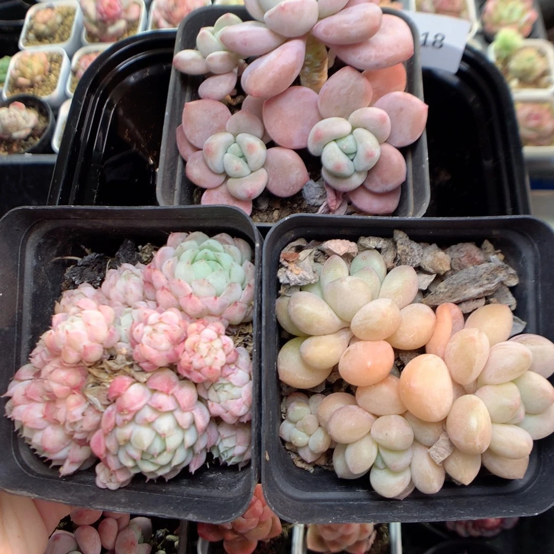 Q118 ，柿子多肉20包邮两天凑单