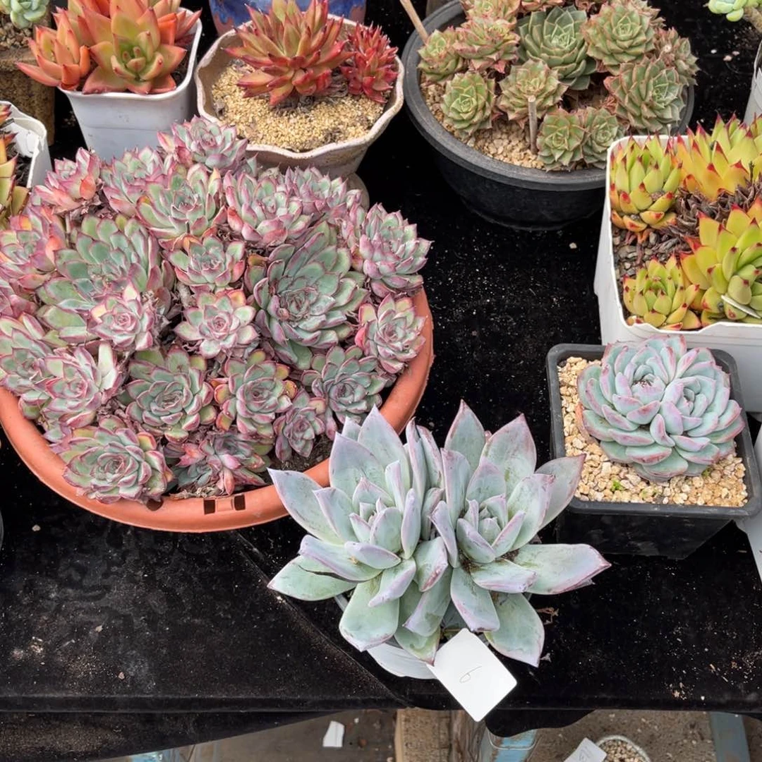 浩*006卡多肉植物