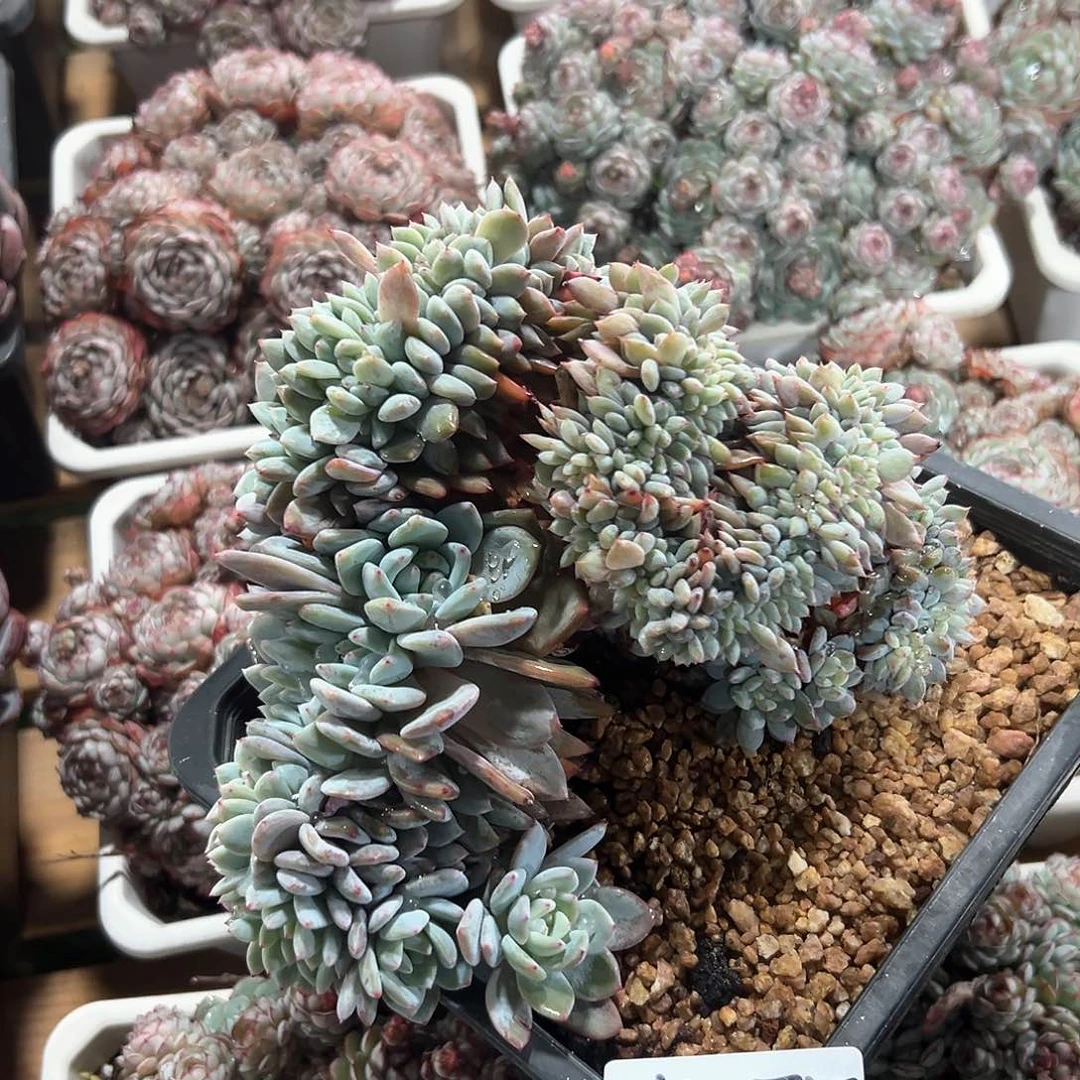 212-37橙子朵朵缀多肉