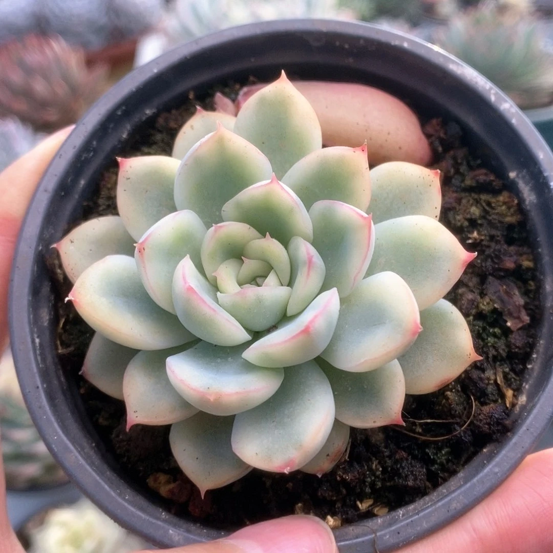 257荷花锦锦锦锦锦锦