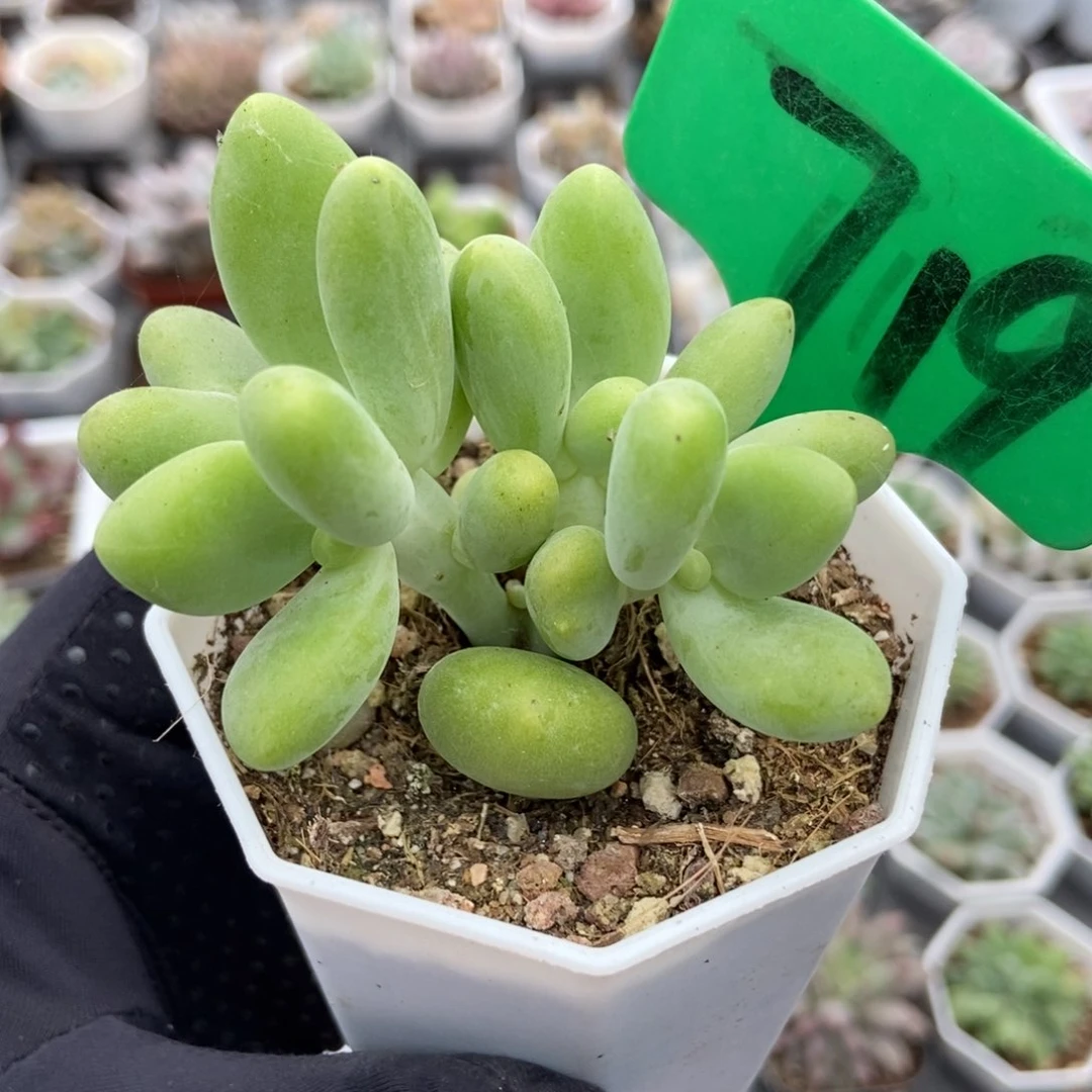 719芒果奶多肉植物保护