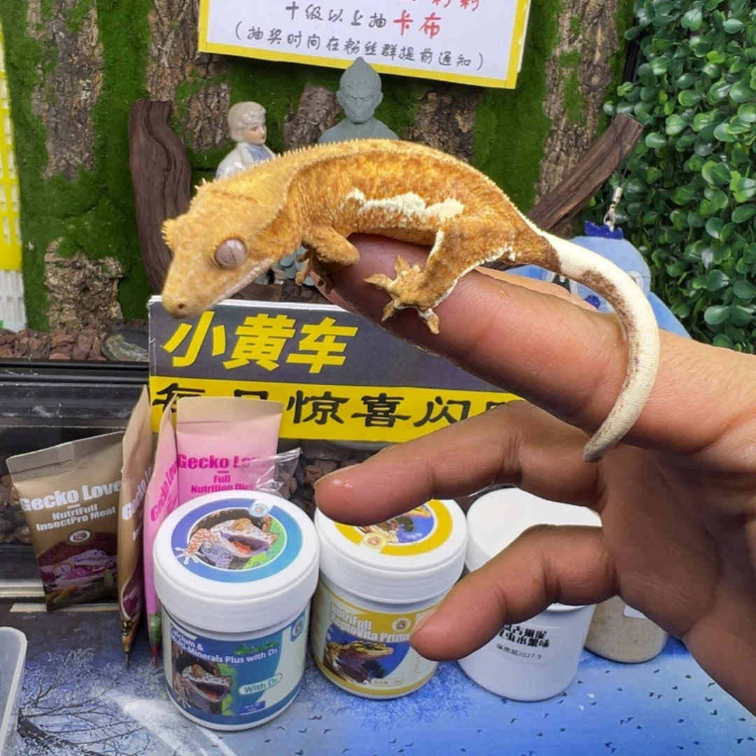 睫角守宫黄幻影莉莉