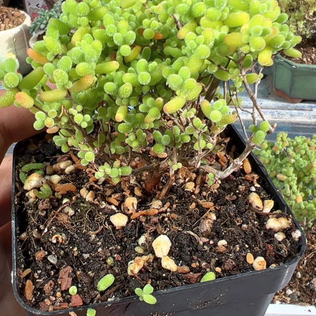 003号蜜橘老桩精品