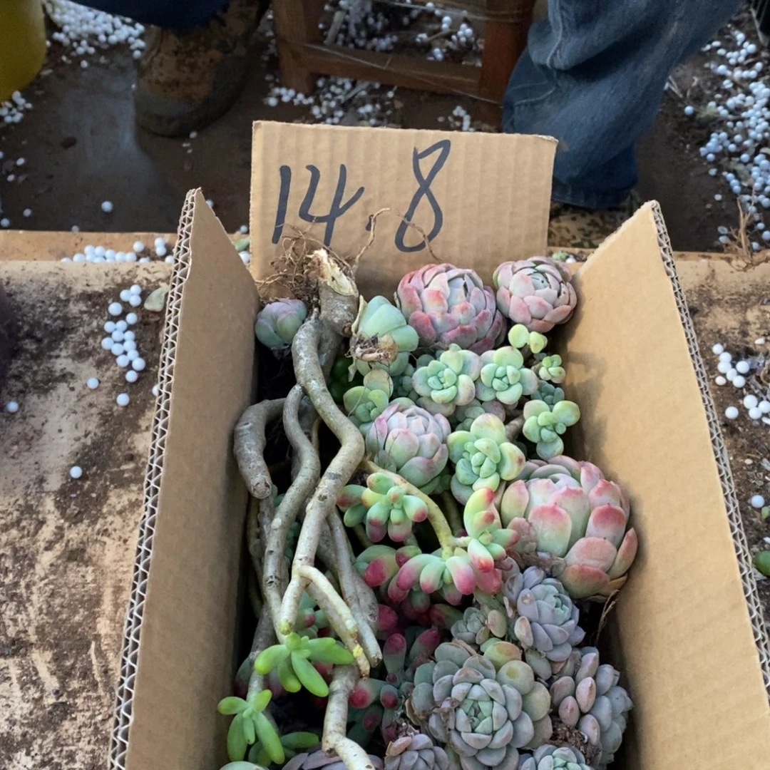 14.86到13颗一箱123