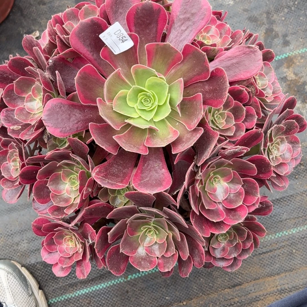 854大美杜莎多肉植物发货