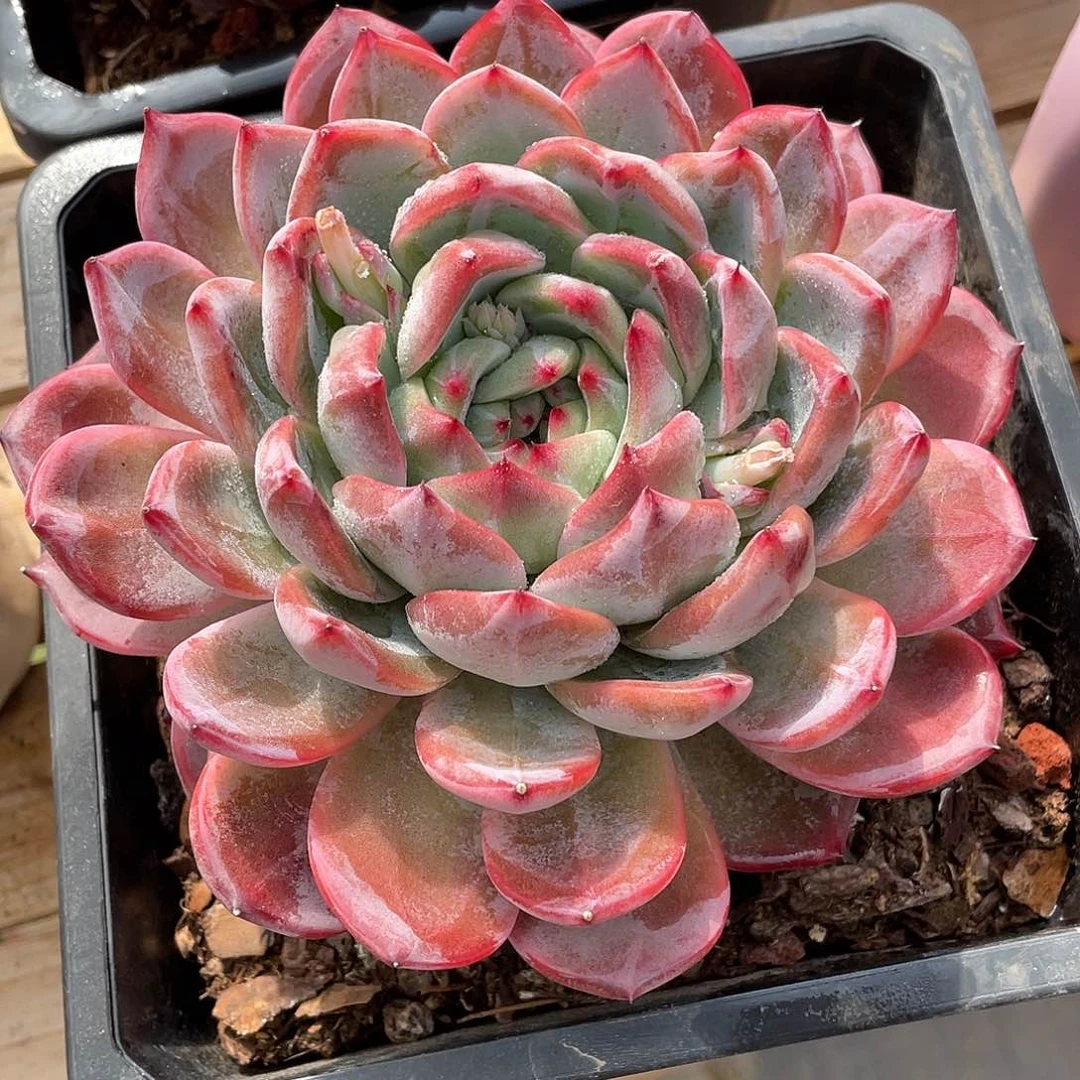 太*雨红鸾多肉植物单头