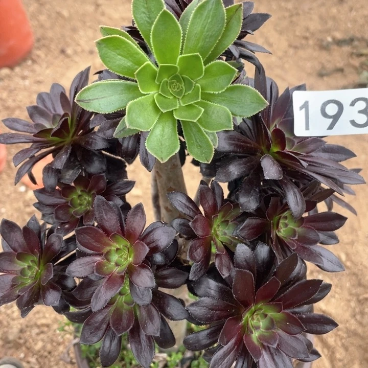 新193多肉植物墨法师