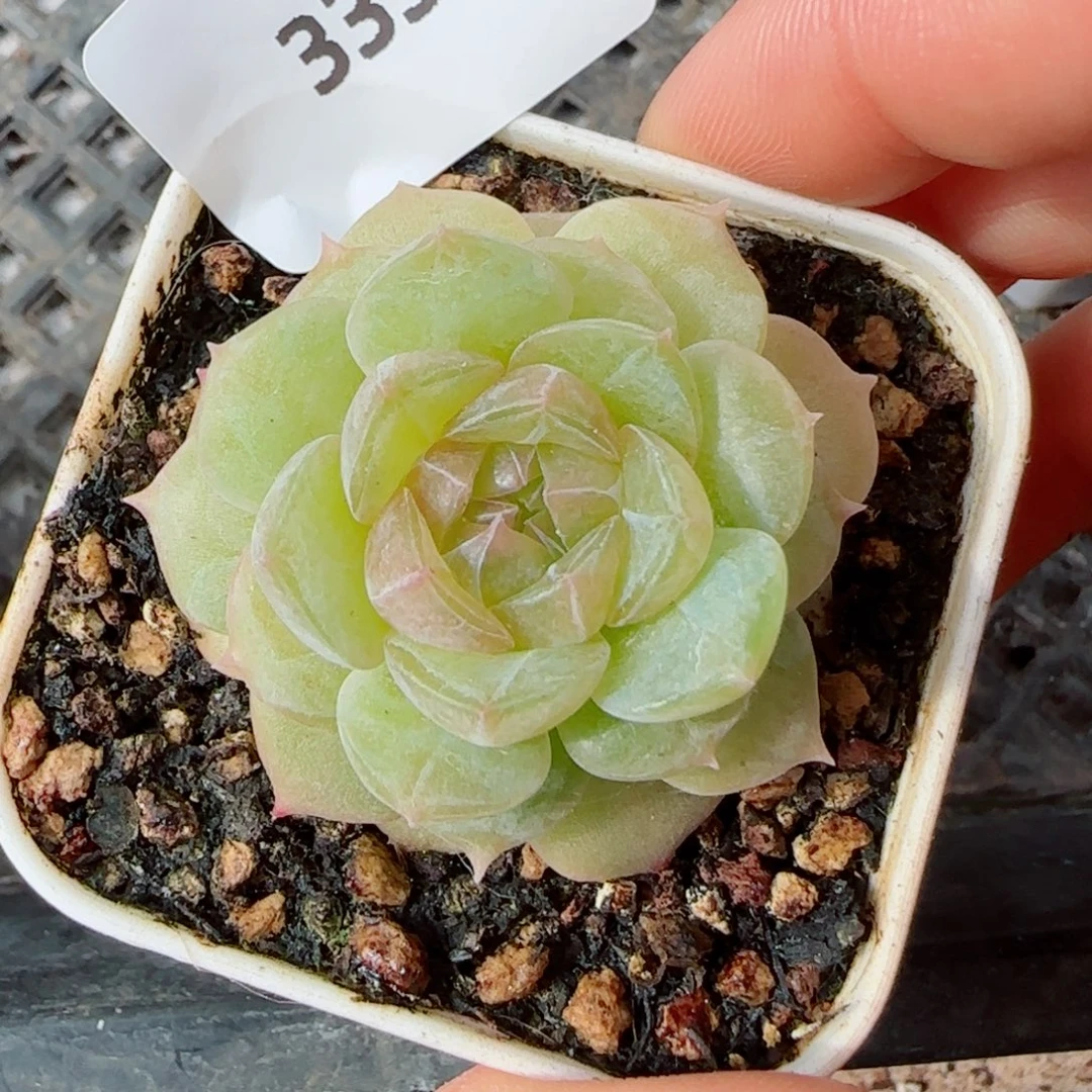 孤品3354多肉植物