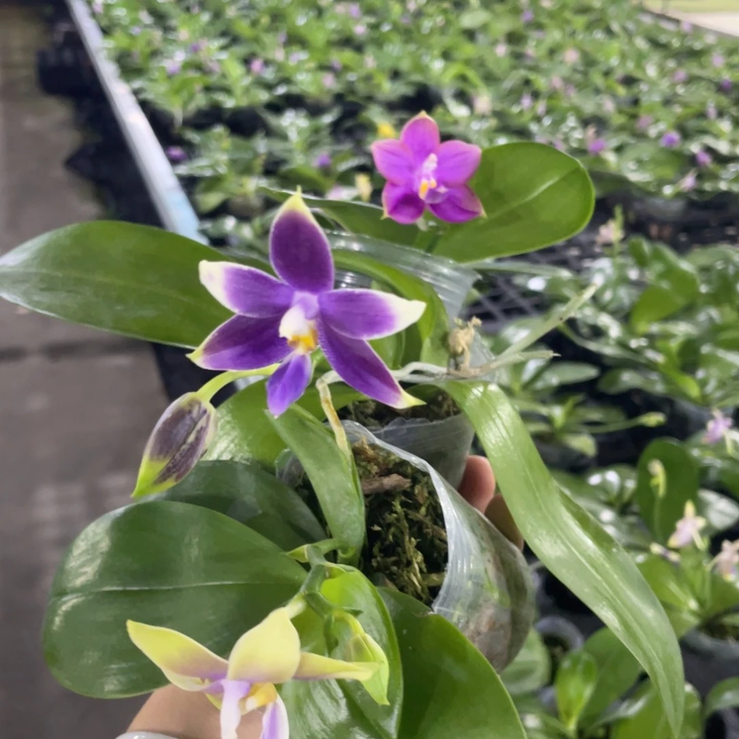 完全开放06叶瑕花期不保