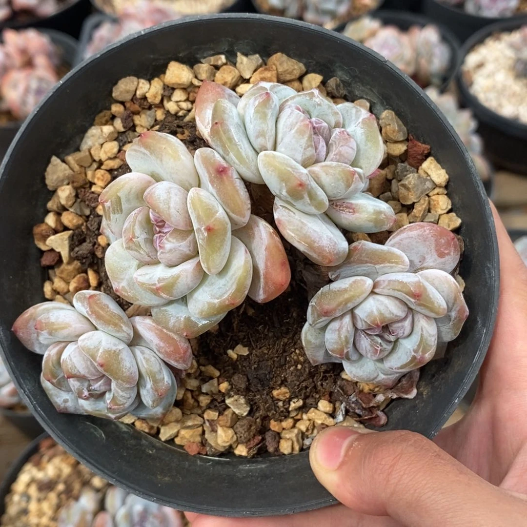 四头绿底紫心短肥圆