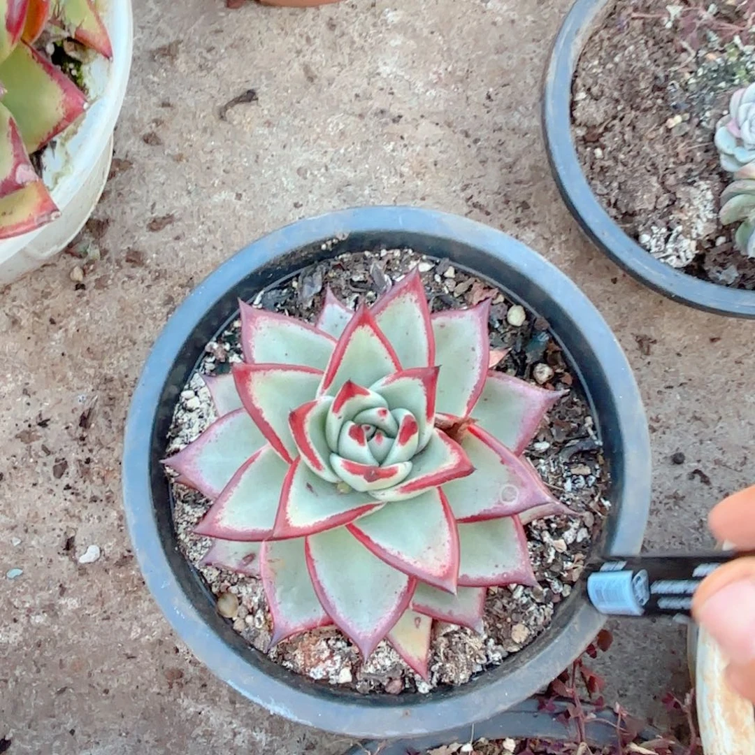 红乌木。       6。