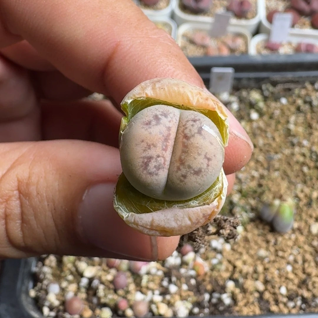 肉*呼G220翠娥半退化四年准母本