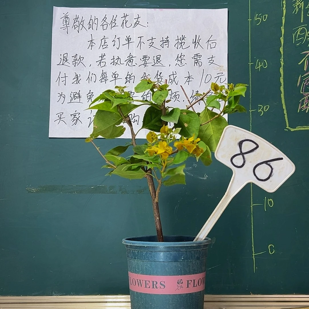 当前无花栽培后可以开花  福利 盲盒（暗加？暗浅？）86