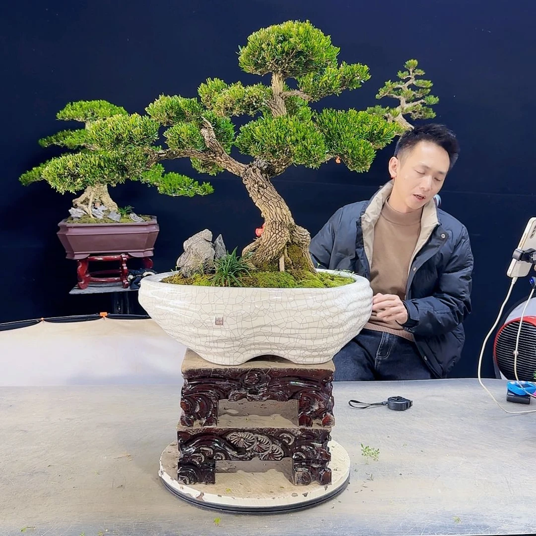 高端皱皮黄杨盆景?*?