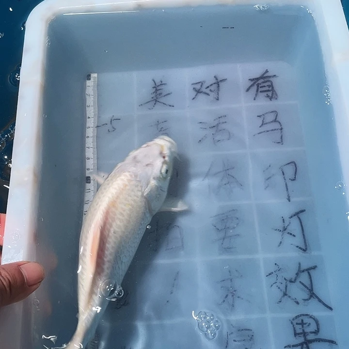 蝴蝶鲤鱼渔场直发12