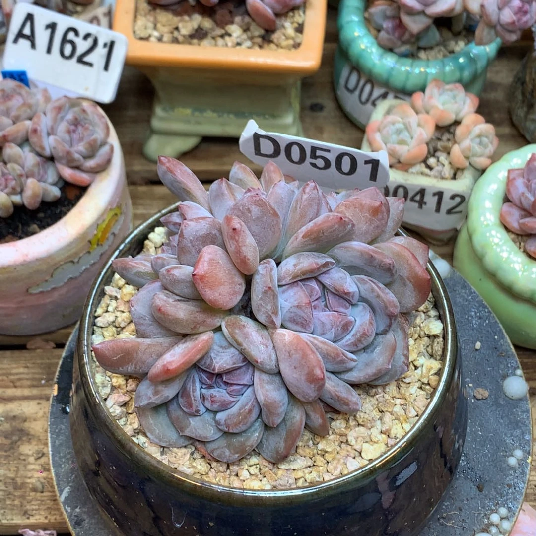 A0501 星影 清 仓 9.5cm