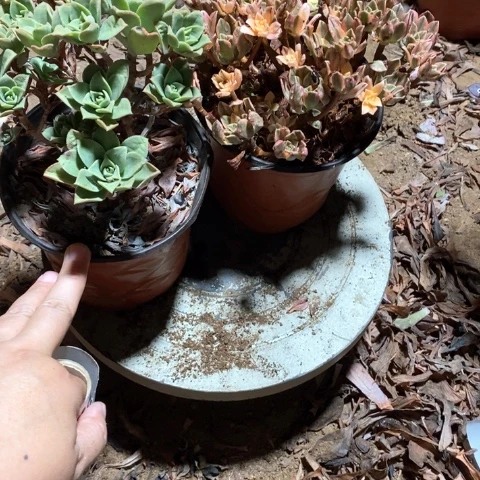 转***^898两颗法师多肉植物