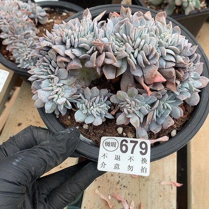 白茶缀化 默认瑕疵