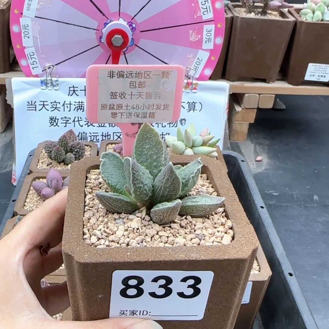 833酒红猪肝多肉植物