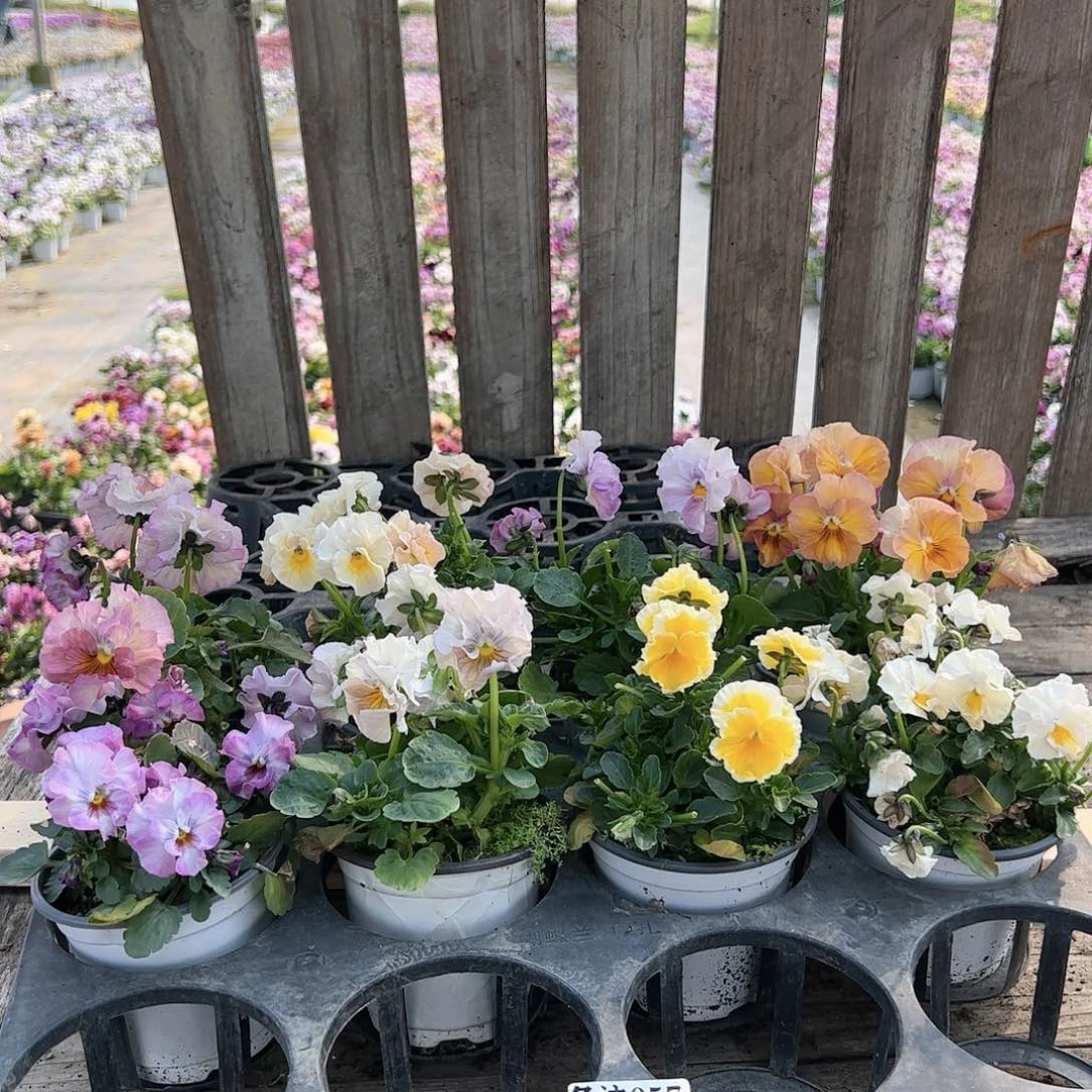 【闪购商品】057号