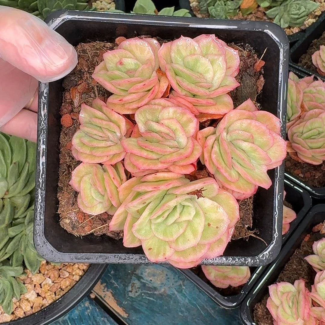 从前慢花园多肉编号冰玫瑰锦群带盆