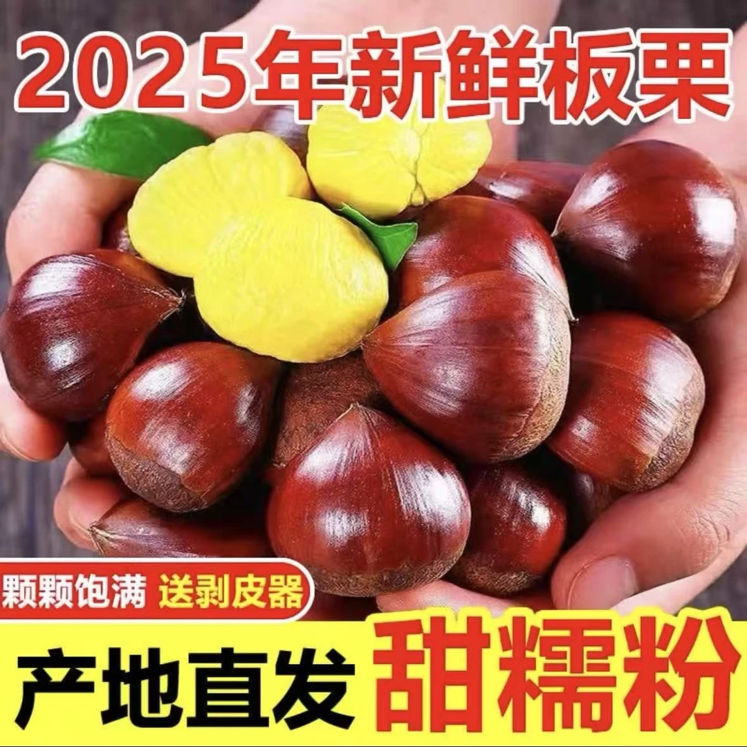 2025新鲜5斤现摘头茬特大丹东板栗粉糯鲜甜坏果包赔不难剥皮