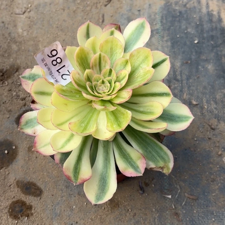 火龙果多肉法师2186