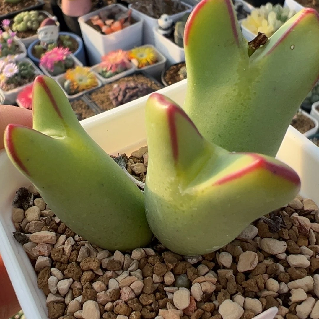 贵别花梦多肉百科