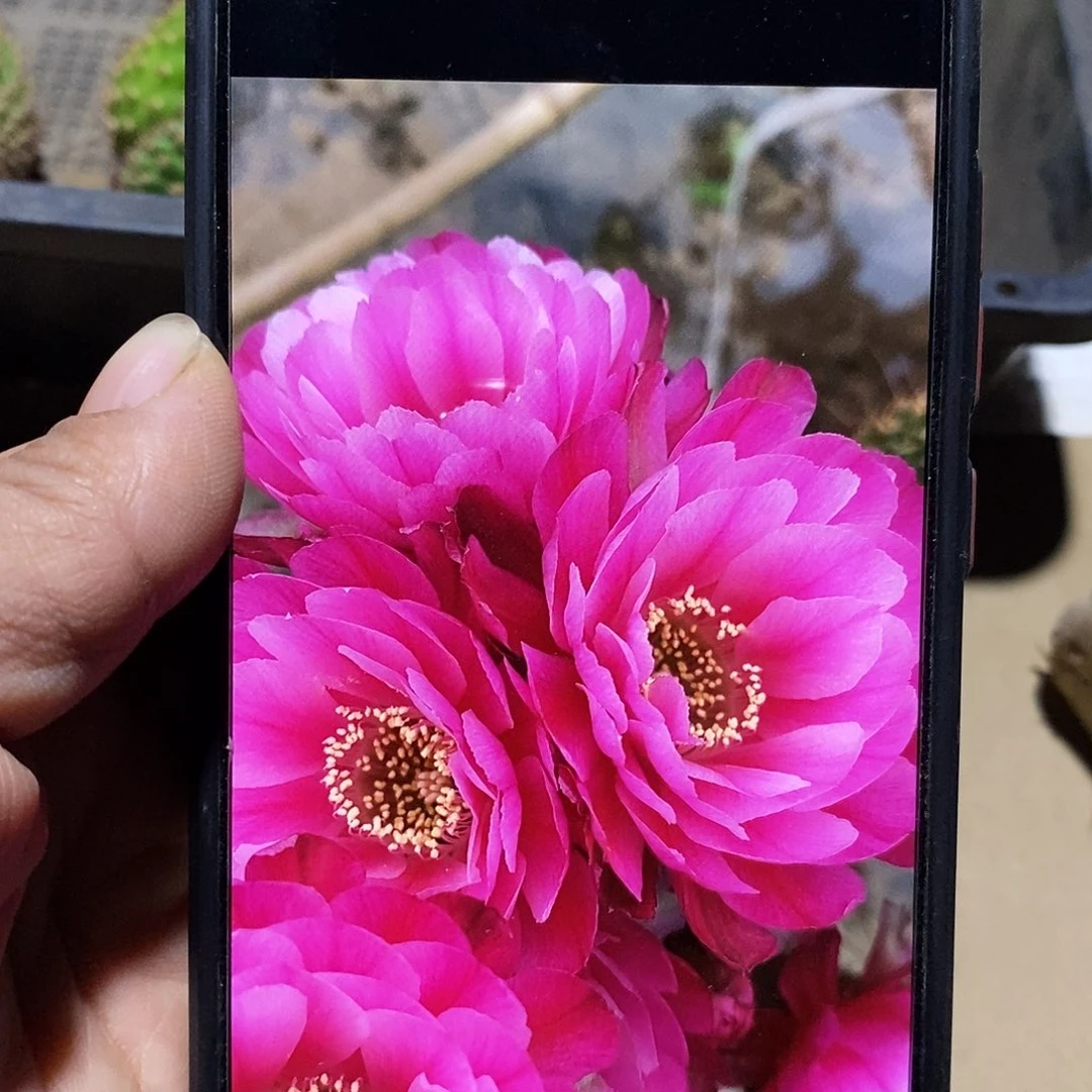 丽红牡丹侧芽4公分左右