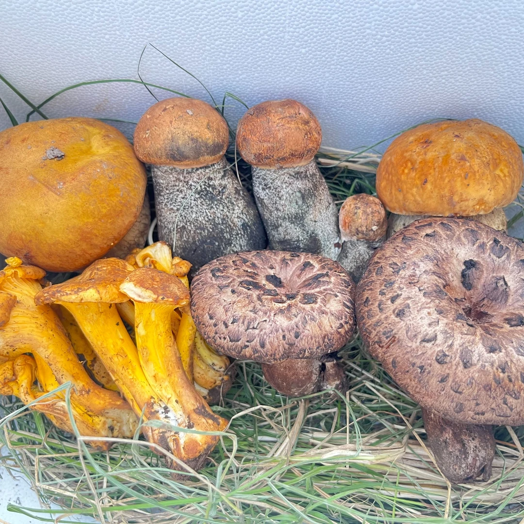 四川野生菌组合山珍菌菇组合四川特产时令煲汤食材爆炒送礼500g